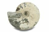 Jurassic Ammonite (Kepplerites) Fossil - Gloucestershire, England #279557-1